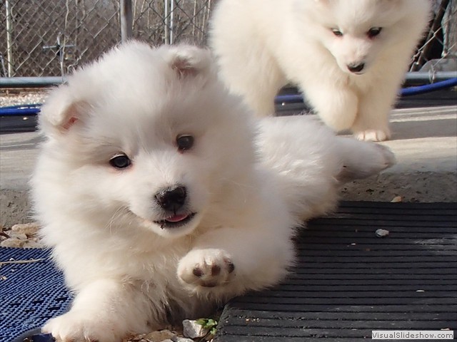 pups-7