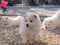 pups-3