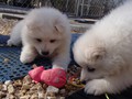 pups-4