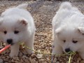 pups-5
