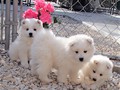pups-6