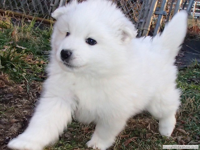 pups-1