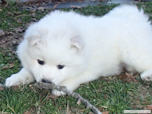 pups-10