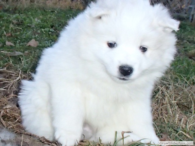 pups-11