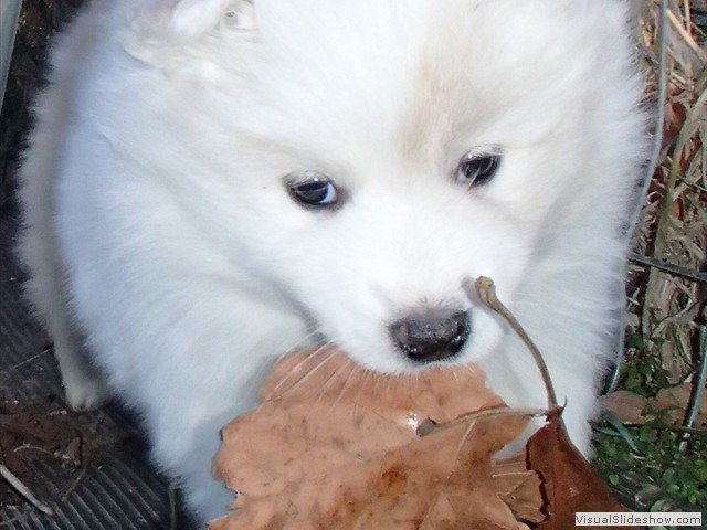 pups-12