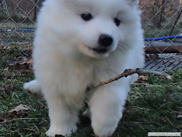 pups-13
