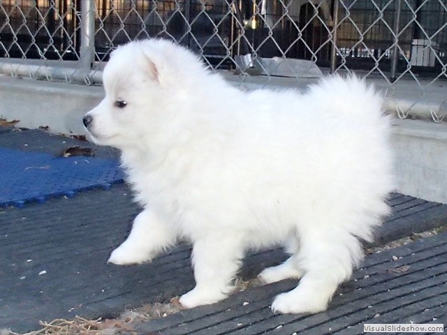 pups-15