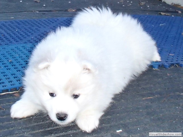 pups-16