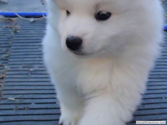 pups-17