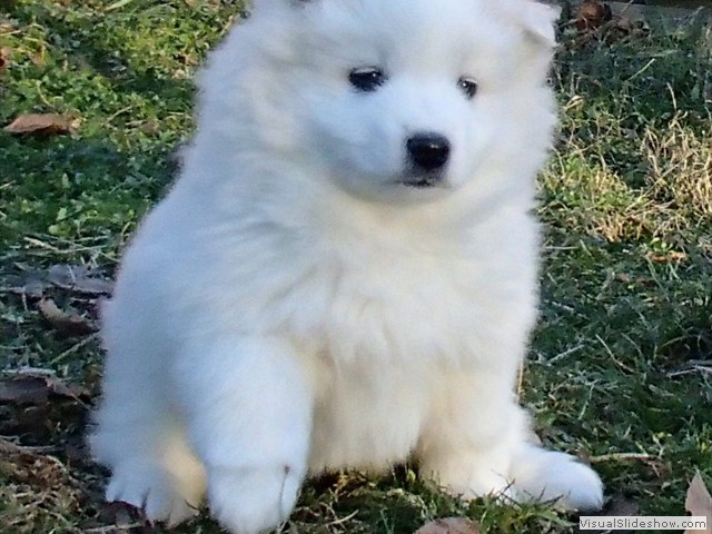 pups-2