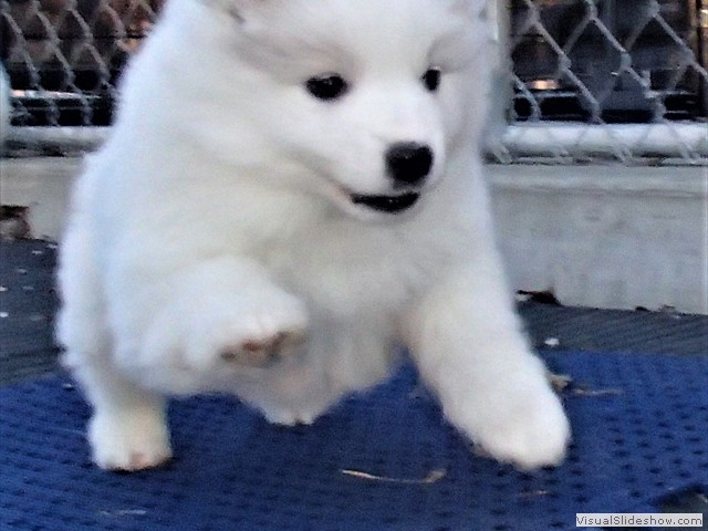pups-20