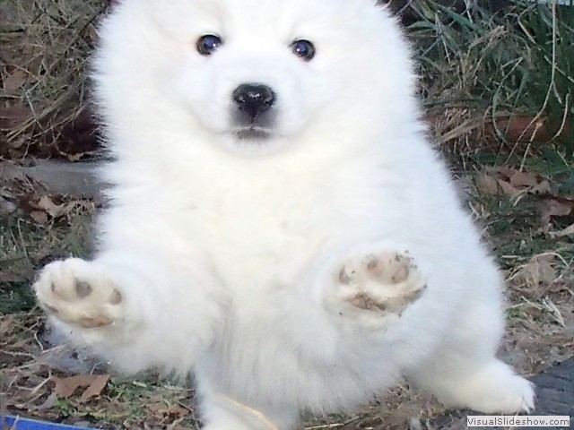 pups-22