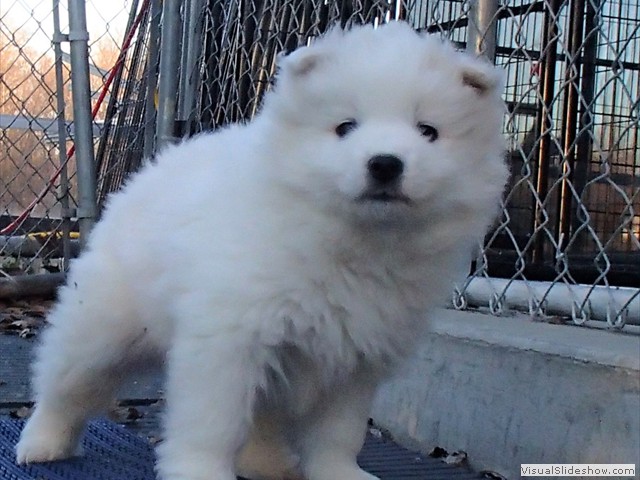 pups-23