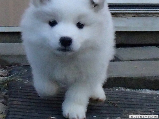 pups-24