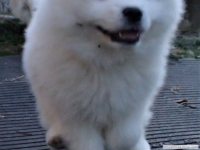 pups-25