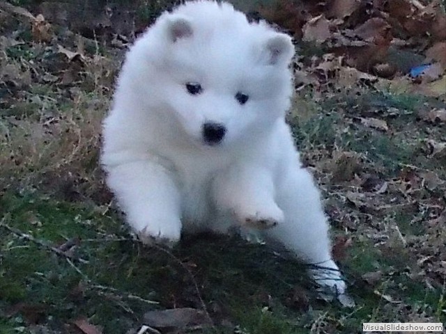 pups-3