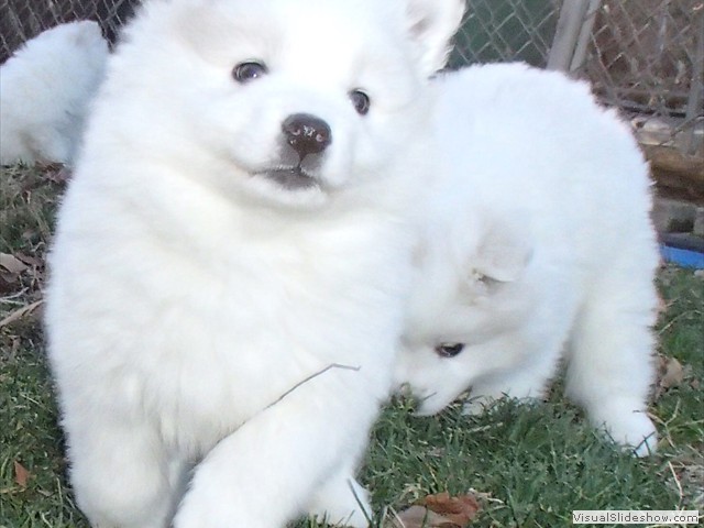 pups-4