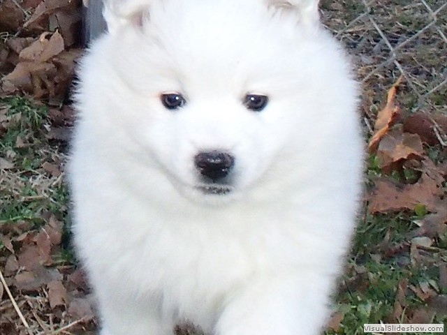 pups-5