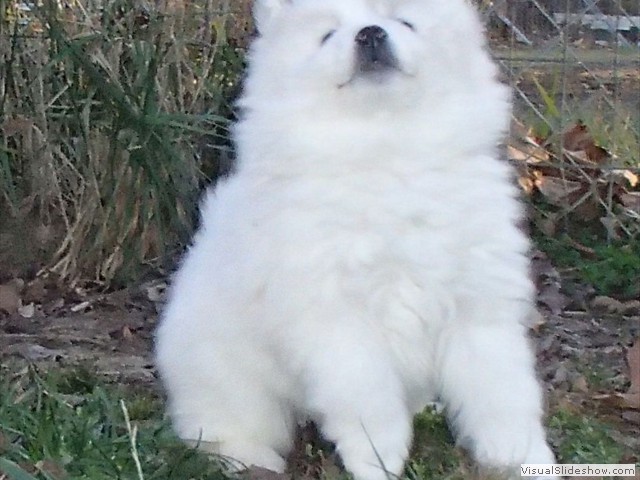 pups-6