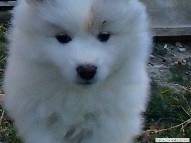 pups-7