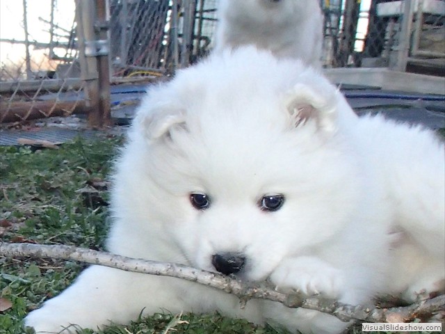 pups-9