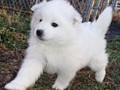 pups-1