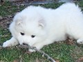 pups-10