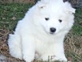 pups-11