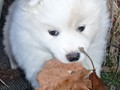 pups-12