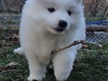 pups-13