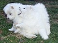 pups-14