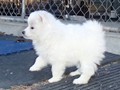 pups-15