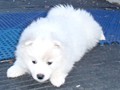 pups-16