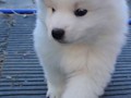 pups-17