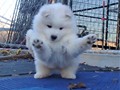 pups-18