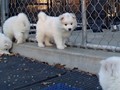 pups-19