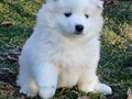pups-2