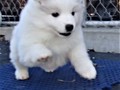 pups-20