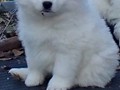 pups-21
