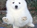 pups-22