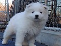 pups-23