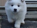 pups-24