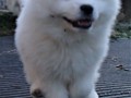 pups-25