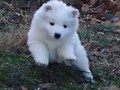 pups-3