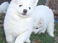 pups-4