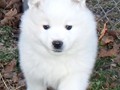 pups-5
