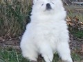 pups-6