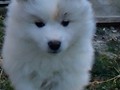 pups-7