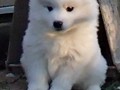 pups-8