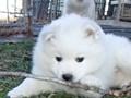 pups-9